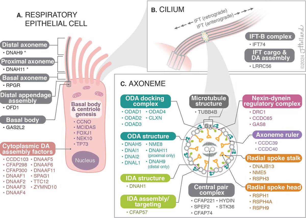 Added complexity to genotype–phenotype relationships in primary ciliary dyskinesia: TAS2R38 as a gene modifier
thorax.bmj.com/content/early/…