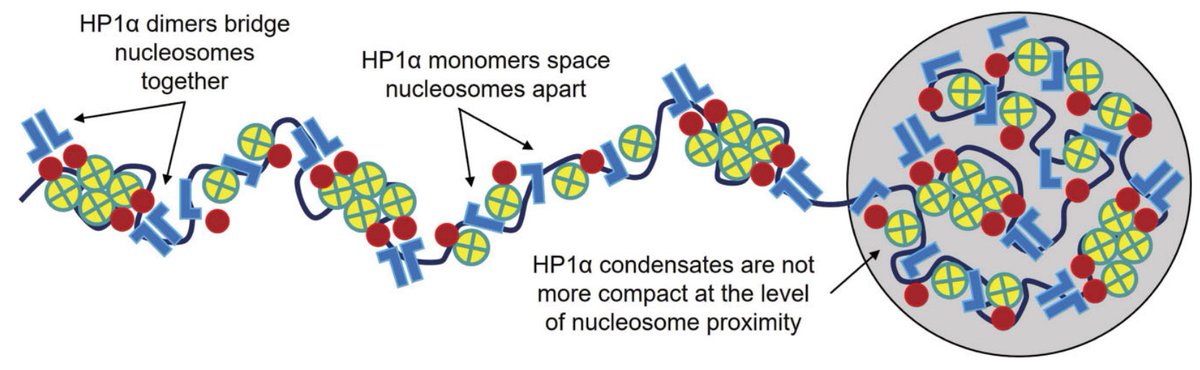 Gene Regulation tweet media