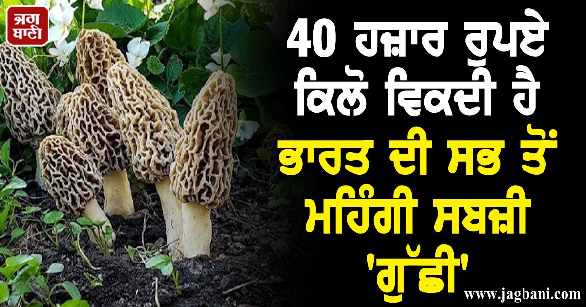 JagbaniOnline's tweet photo. 40 ਹਜ਼ਾਰ ਰੁਪਏ ਕਿਲੋ ਵਿਕਦੀ ਹੈ ਭਾਰਤ ਦੀ ਸਭ ਤੋਂ ਮਹਿੰਗੀ ਸਬਜ਼ੀ 'ਗੁੱਛੀ', ਵਿਦੇਸ਼ਾਂ 'ਚ ਭਾਰੀ ਮੰਗ
https://t.co/QNnO9ts30e
#GuchhiMushroom #ExpensiveVegetables #India #Jagbani https://t.co/wwV2sGLsGK