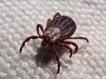 Call for Papers! 2025 JMMC Special Issue on #Tick -borne illnesses buff.ly/3ZiM8q2
with a focus on #Maine &amp; New England region <a href="/MaineHealth/">MaineHealth</a> <a href="/TuftsMedSchool/">Tufts School of Medicine</a> #MHMedEd <a href="/MMCSimulation/">Hannaford Simulation Center @ Maine Medical Center</a> @BBCHMaine #MedEd #ruralhealthcare #interprofessional