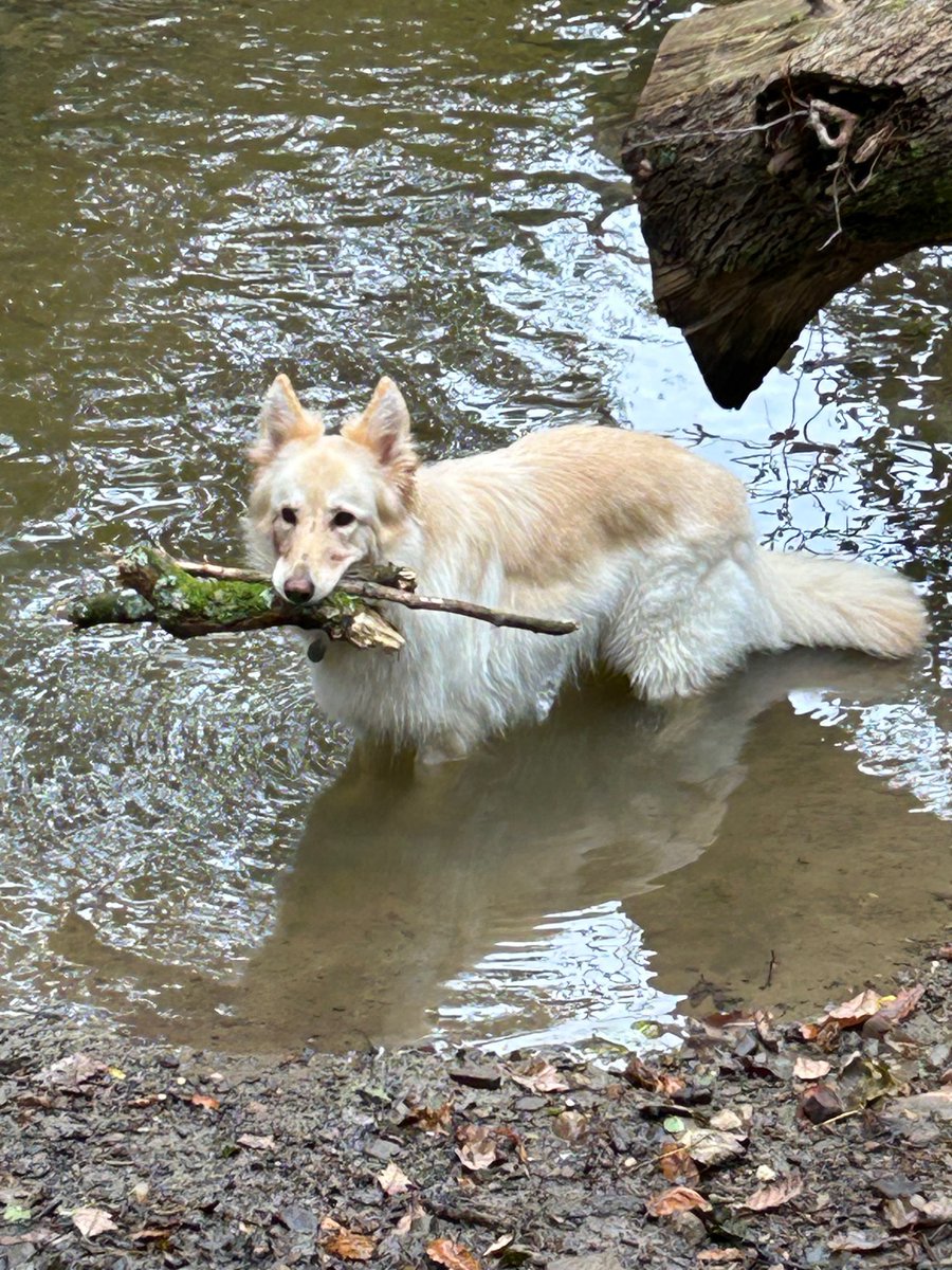 boatypat's tweet image. She waits for another stick to be thrown #loosingtheplot #crazycannine #gsd #dogsoftwitter