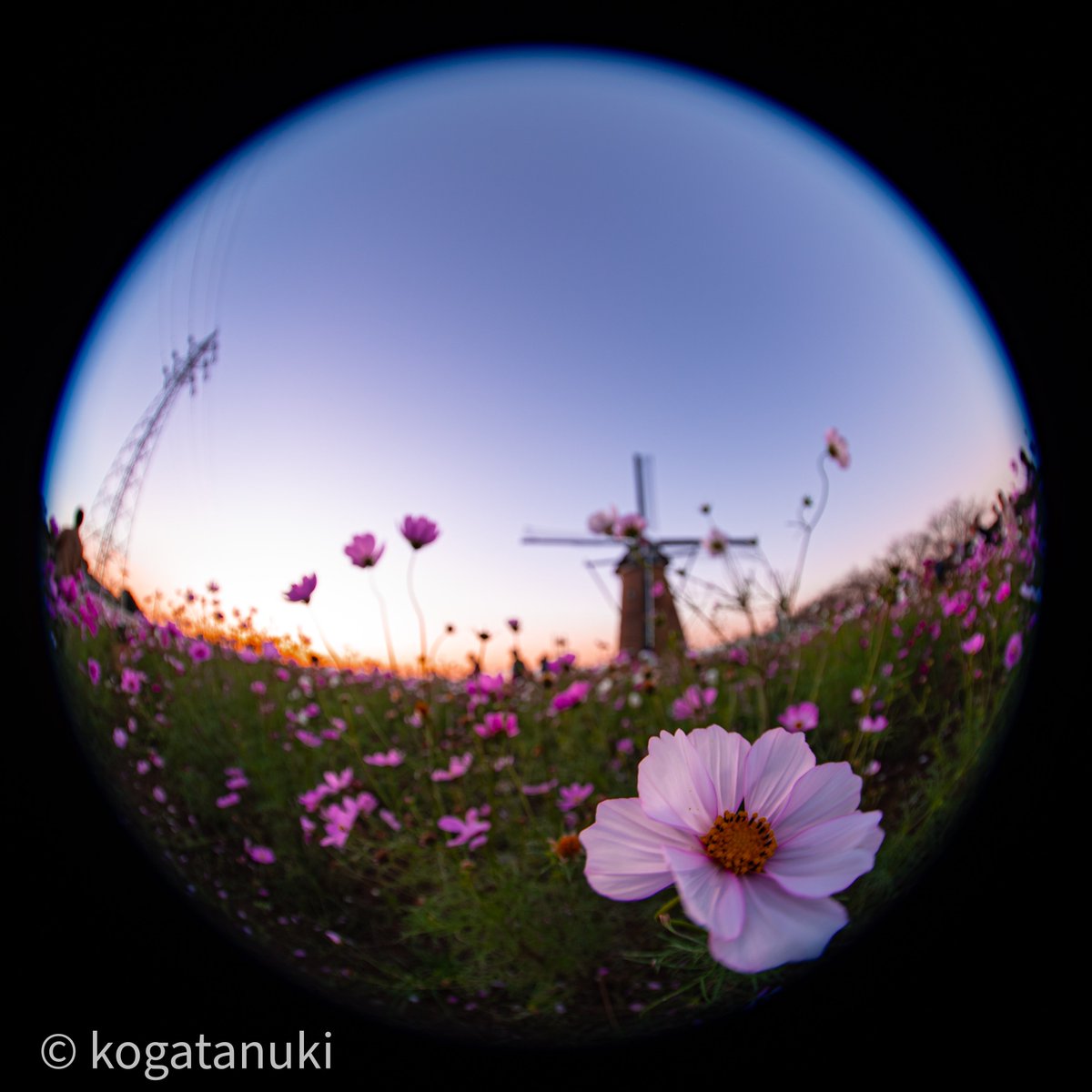 kogatanuki's tweet image. ﾏｼﾞｯｸｱﾜｰにマルっとこすもす🌇
(10/20)

#Nikon #fisheye #cosmos