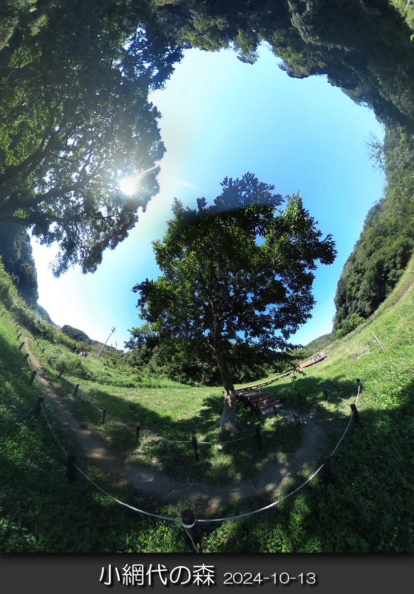 chawanmushi_64's tweet image. 🌿2024/10/13 三浦市三崎町
📷#小網代の森
😏
#spherical #ricoh #theta
#全天球写真 #自然観察