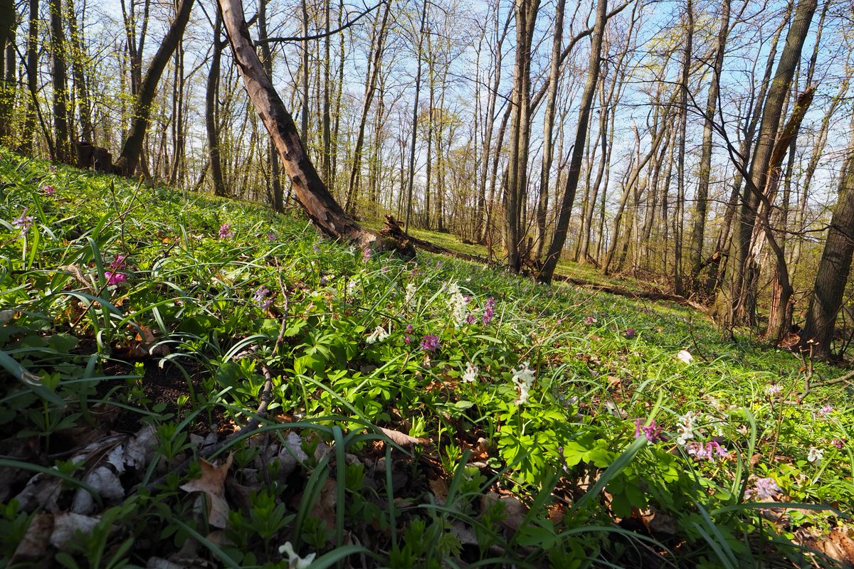 Botanický ústav AV ČR/Institute of Botany CAS (@ibotcz) on Twitter photo Kolegové z <a href="/VegetPaleo/">Vegetation Ecology & Palaeoecology - IBOT</a> a <a href="/SpaceTimeEco/">Department of Geoecology</a>
publikovali studie o vlivu atmosférické depozice dusíku na diverzitu bylinného patra lesů v Evropě a Severní Americe. Výzkum prokázal posun rostlinných druhů na západ i pokles diverzity bobovitých rostlin.
<a href="/ScienceMagazine/">Science Magazine</a> <a href="/ScienceAdvances/">Science Advances</a> Kolegové z <a href="/VegetPaleo/">Vegetation Ecology & Palaeoecology - IBOT</a> a <a href="/SpaceTimeEco/">Department of Geoecology</a>
publikovali studie o vlivu atmosférické depozice dusíku na diverzitu bylinného patra lesů v Evropě a Severní Americe. Výzkum prokázal posun rostlinných druhů na západ i pokles diverzity bobovitých rostlin.
<a href="/ScienceMagazine/">Science Magazine</a> <a href="/ScienceAdvances/">Science Advances</a>