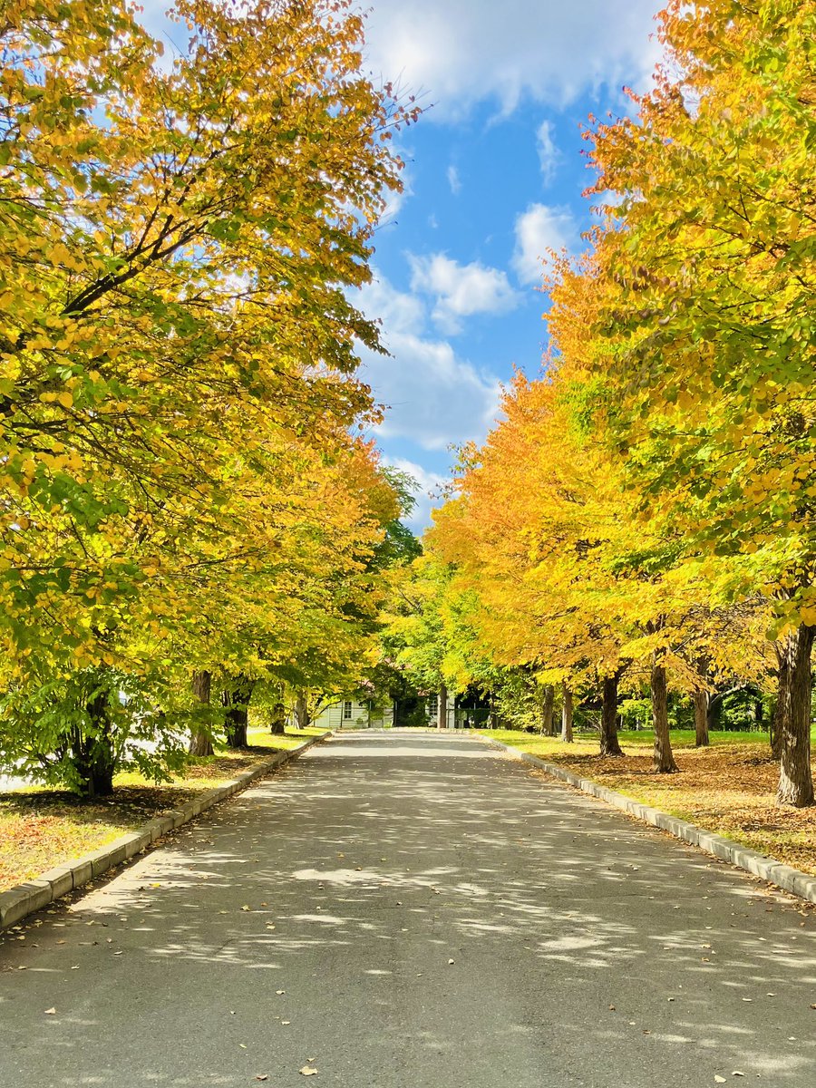 KENZO_HOKKAIDO's tweet photo. こういうふとした瞬間を目にするたびに、この大学来て良かったなぁと心から思うよね
@北海道大学北18条門付近 https://t.co/kaYbHuw2aA