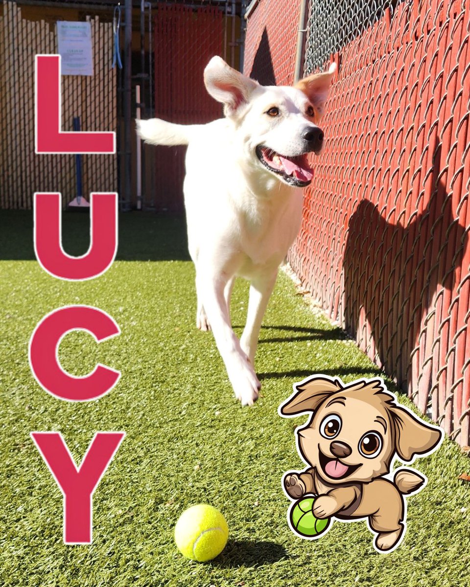 CountryPetLodge's tweet photo. Lucy the Yellow Lab is giving her shadow a run for its money! 🐕💨 It’s a tight race, but we think she’s got the speed to win this one. Keep chasing those dreams, Lucy! 💛✨ #Lucy #YellowLabLove #CountryPetLodge #RunningBuddy #LabradorLife 🐾🎾 https://t.co/7pLOMwkqGW