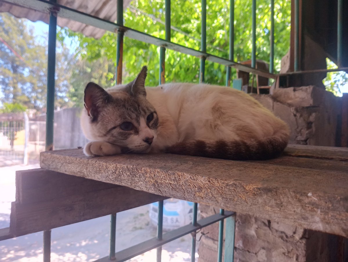 diegogomez755's tweet photo. Que hermoso gato 😍 https://t.co/dKc26kC7jV