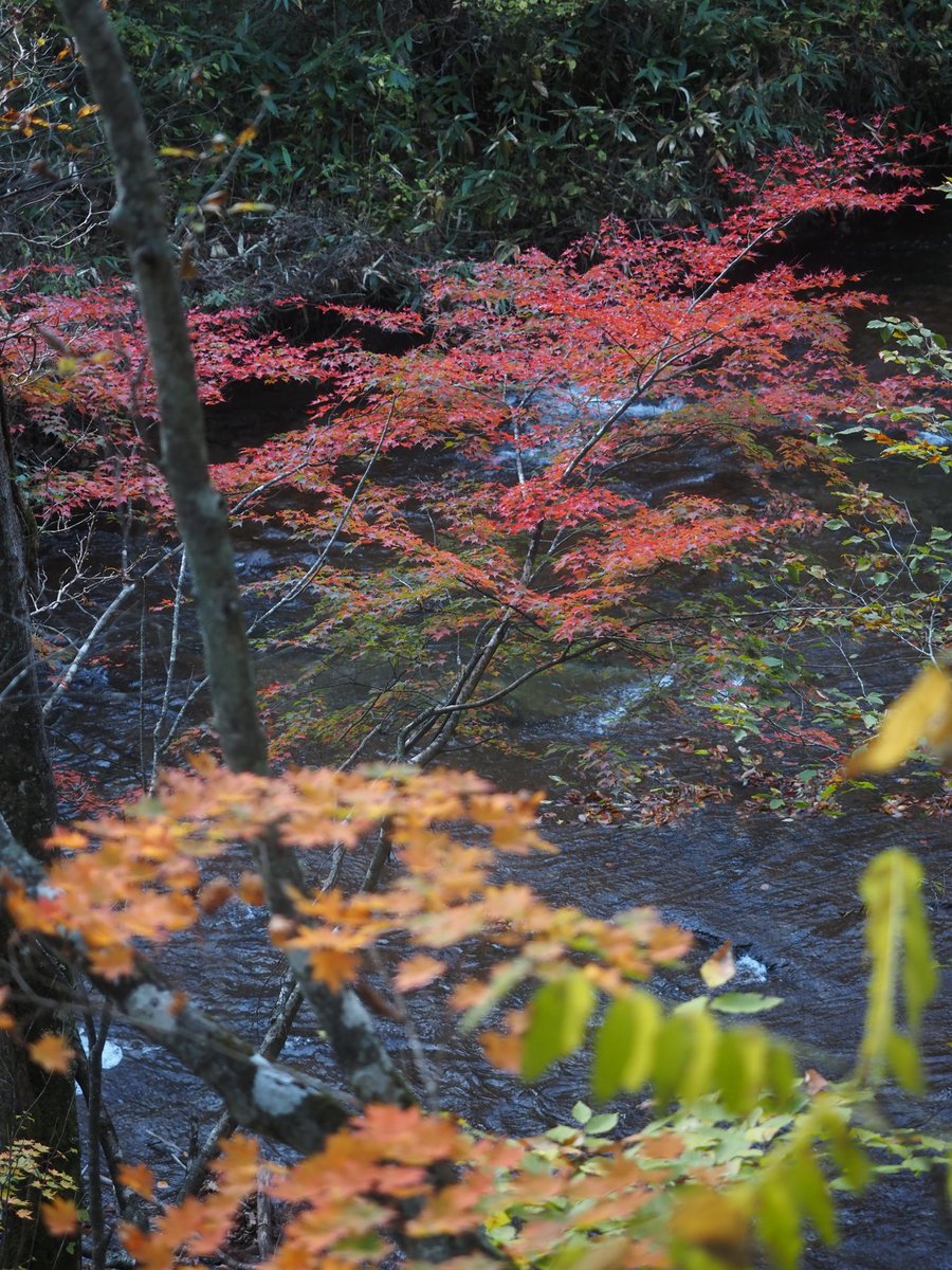 hidepon3939's tweet photo. 2024.10.21(月)奥志賀(長野県)
雑魚川の遊歩道沿いは、三段の滝の周辺、ハーモニカの滝の周辺、そのまた上流のいずれも紅葉がキレイでした https://t.co/RenOKp8re9