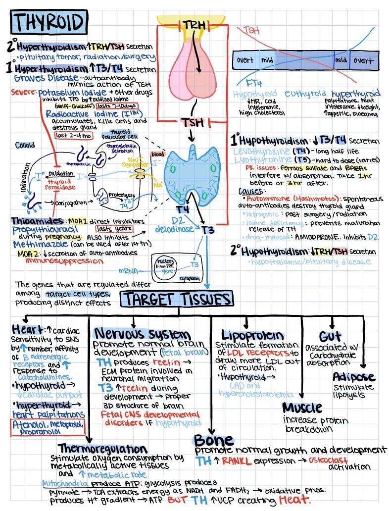 OGdukeneurosurg's tweet image. Thyroid one pager
