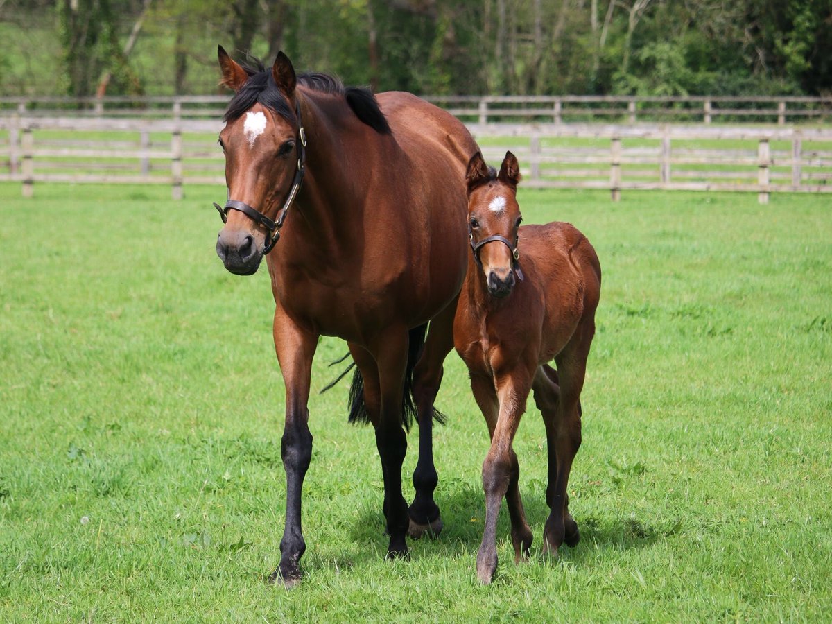 AgaKhanStuds's tweet photo. 🥇 2yo #Azimpour (📸) broke his maiden on debut yesterday @paris_longchamp.
The Dubawi colt is out of #Azmiyna, making him a half-brother to Gr.1 winner and sire The Autumn Sun and recent Stakes winning 3yo #Azada (by #Siyouni). https://t.co/rzpi4Qs8du