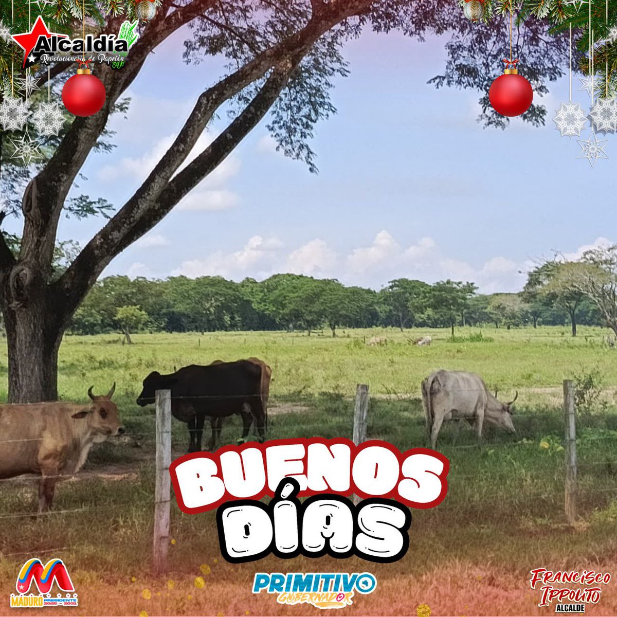 alcaldiadelmunp's tweet photo. Buenos Días 🌄 🌎 Tierra Dulce de Papelón
En nuestro Municipio, la ganadería es un arte que florece en las extensas llanuras, donde la belleza se entrelaza con la labor política de preservar nuestras raíces y fomentar el desarrollo sostenible.
#PapelónRenace https://t.co/YPb69fJsdt