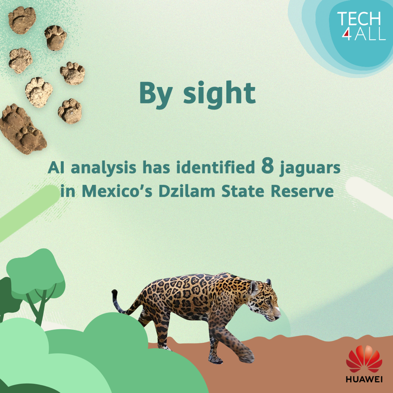 HUAWEI_TECH4ALL's tweet photo. As #COP16 kicks off, let’s dive into how #TECH4ALL is safeguarding biodiversity through technology!

From leveraging sound-recording technology with AI to utilizing algorithms, learn more about each TECH4ALL initiative!

Retweet to show your support. #Tech4Planet