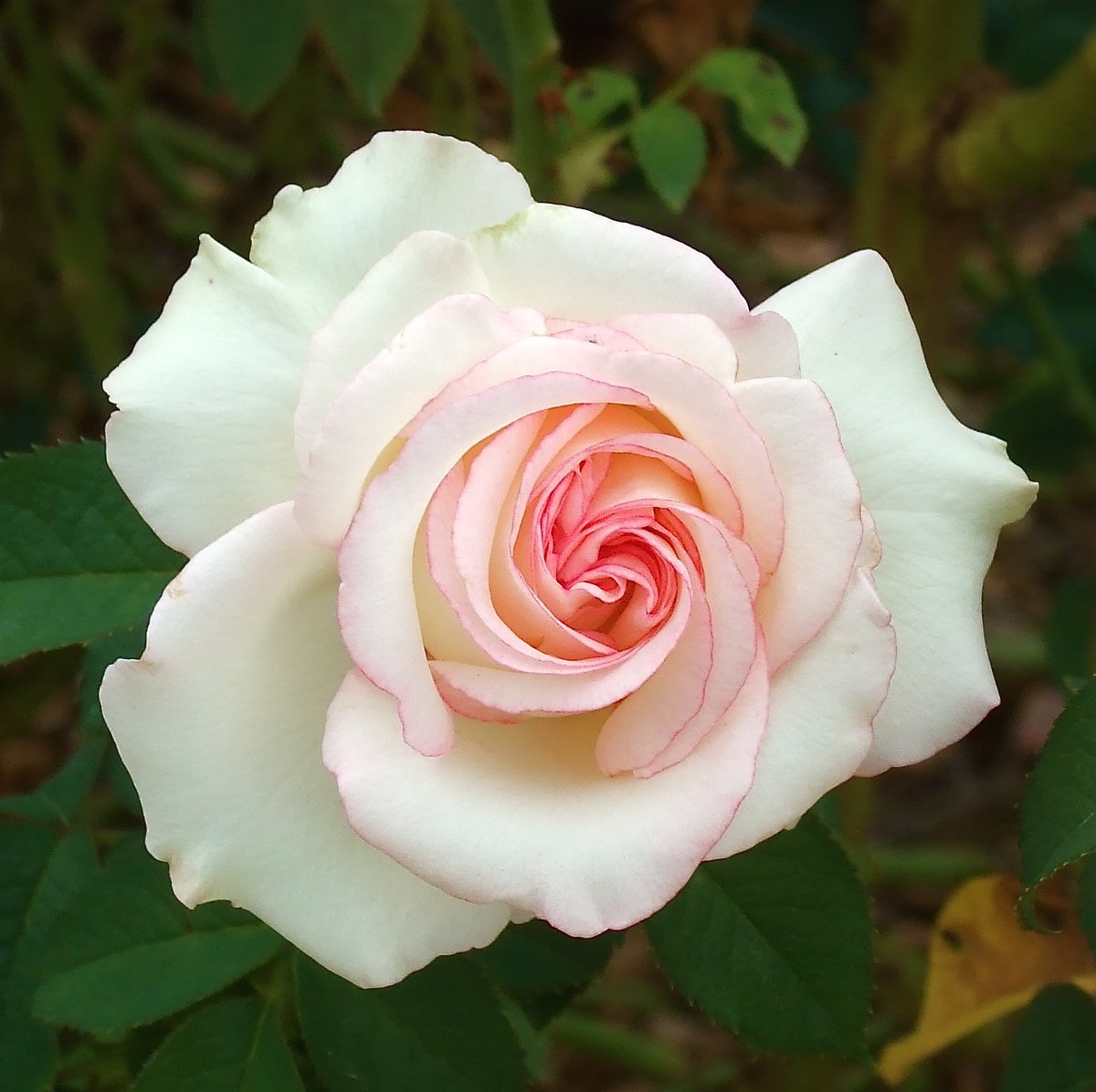 rosebyanyother7's tweet photo. #FlowersOnMonday #OctoberRoses #GardenRoses #FlowerPhotography    
Rose 'Dorothy Anne', bred by Joseph F. Winchel, U.S.A., 1985
https://t.co/BvGtFMfgrt
Photo © catface3 at Flickr, Baton Rouge, Louisiana, U.S.A.   
#GardeningTwitter #GardeningX https://t.co/ue8ltVHRhE