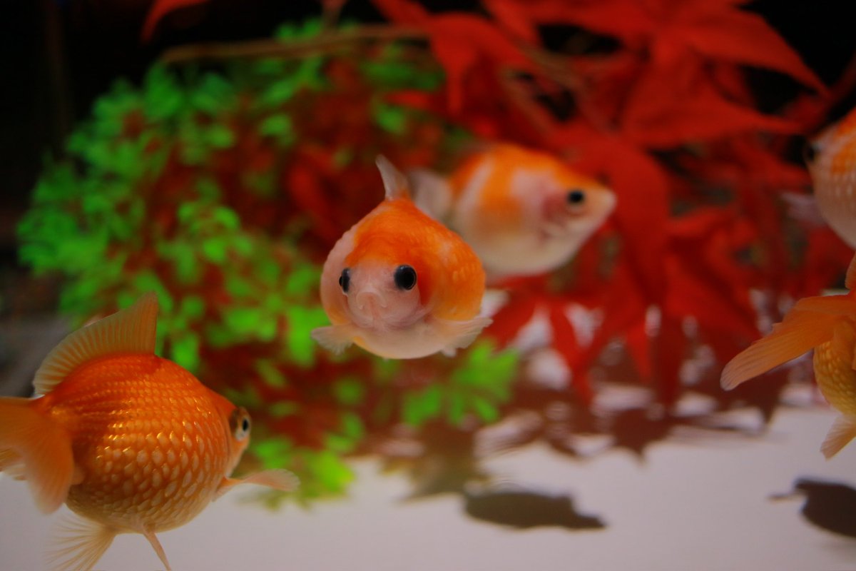 noritabi317's tweet photo. 秋の金魚の祭典へ🍁
#ファインダーの越しの私の世界 
#カメラ女子 
#アートアクアリウム 
#金魚 
#カメラのある生活 
#canon https://t.co/bwfuR6OSDX