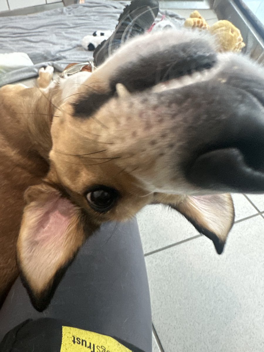 Ahead of Halloween, Layla has been practicing her bat pose 🦇

10/10, very spooky, well done Layla!

Fancy bringing this ghoulish gal home to your haunted house? Find out more about her here: dogstrust.ie/rehoming/dogs/…

#Halloween #AdoptADog