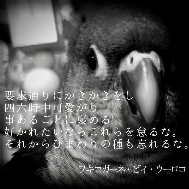 哲学者
ワキコガーネ・ビィ・ウーロコ
#ウロコインコ