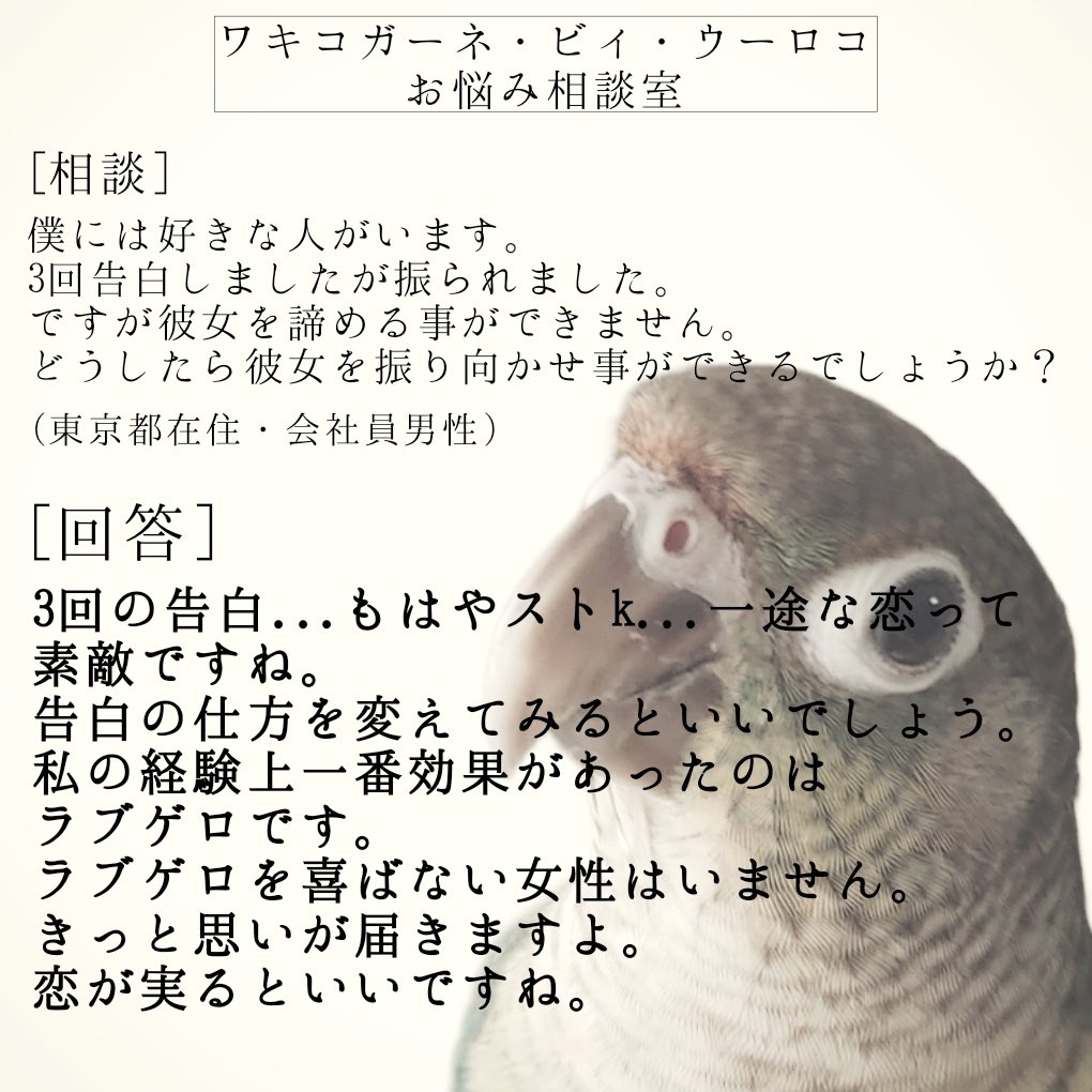 ワキコガーネ・ビィ・ウーロコ氏のお悩み相談室
#ウロコインコ