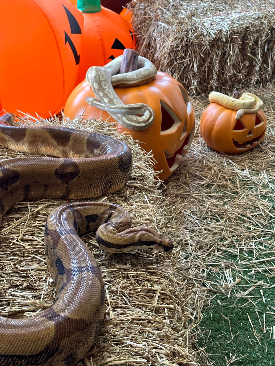 Halloween is approaching scarily fast with. The Experience begins this Saturday! 🎃

A lot of days are now sold out but we have some limited availability on November 1, 2 and 3 🧟

Book now - brockhole.co.uk/pumpkin