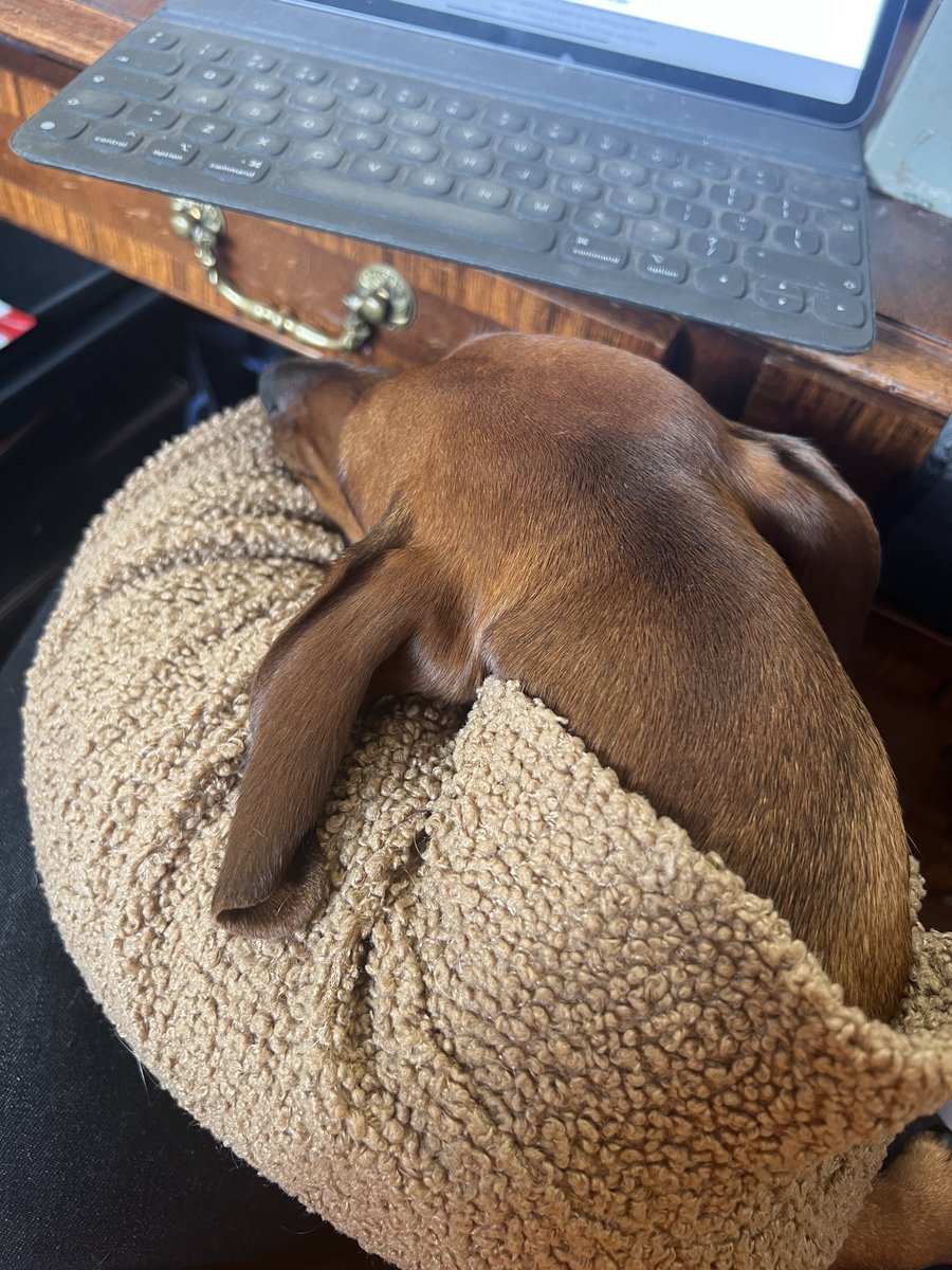 hawley_caroline's tweet image. Trying to proof read #Hawleys #November catalogue with a little help from ‘Monday boy’ Elton! #Lovemyjob