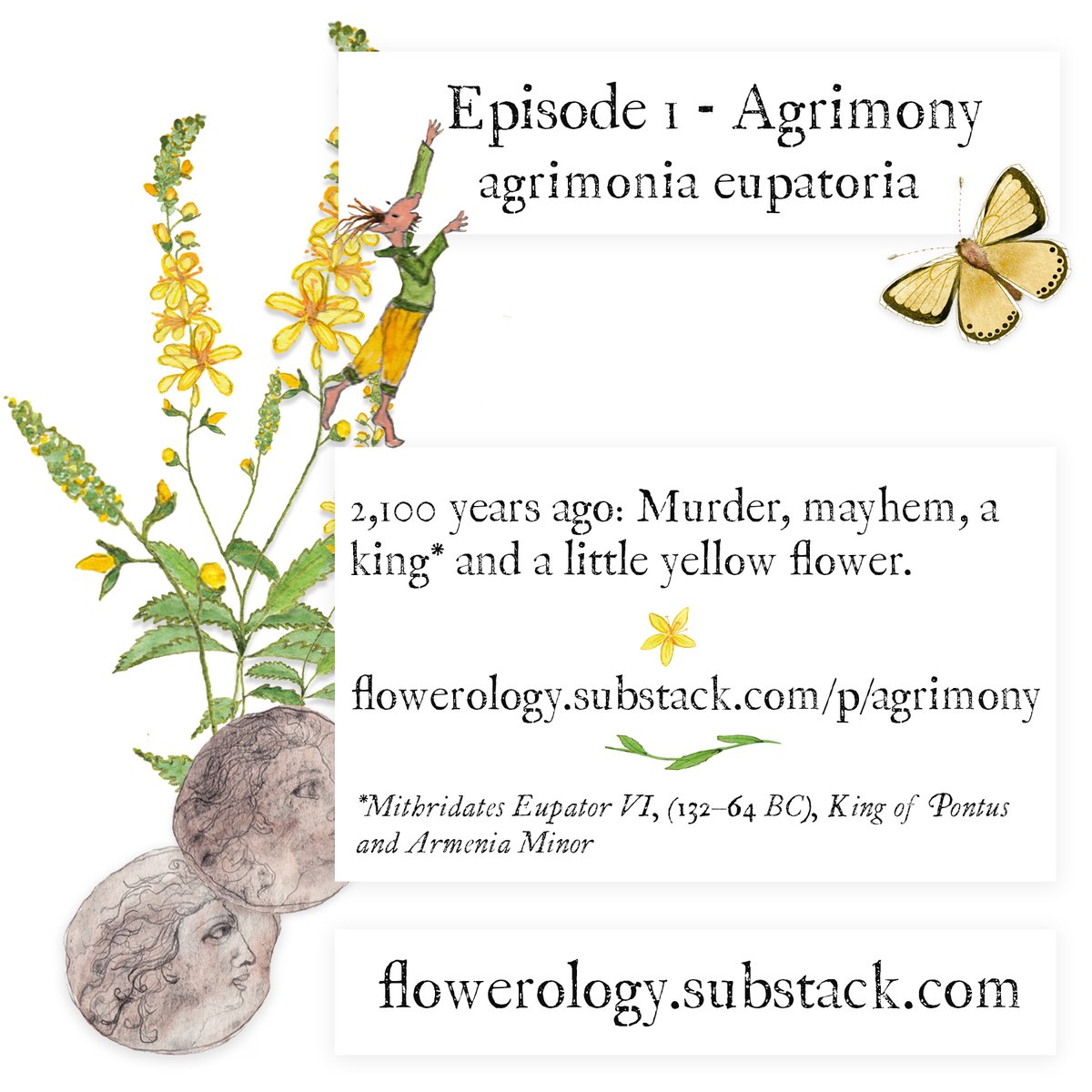 Episode 1 of Flowerology stars Agrimonia Eupatoria, a little yellow flower, named after King Mithridates Eupator VI, mass murderer, poisoner and botanist.  Warning, Agrimony's story is not for the faint of heart! flowerology.substack.com/p/agrimony
#wildflowers #history #etymology #agrimony