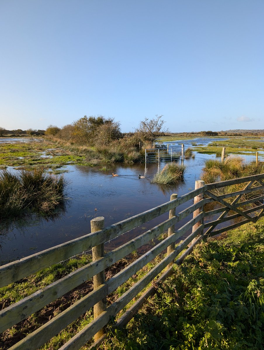 Ducks breaking free along Lon Las this morning.... 🫢😂 so much water though!