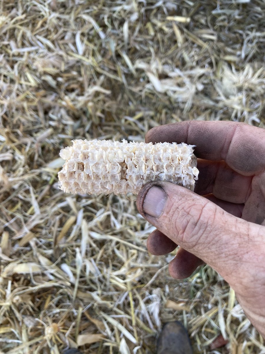 The white cobb that all other hybrids fears….. dekalb 68-35 absolutely a stud
<a href="/Asgrow_DEKALB/">DEKALB Asgrow Seed</a> 
<a href="/TJHicks200/">Tanner Hicks</a> 
<a href="/5_Carter/">ERIC CARTER</a> 
<a href="/DKAS_SINKY/">DEKALB Asgrow S. Indiana & Kentucky</a>