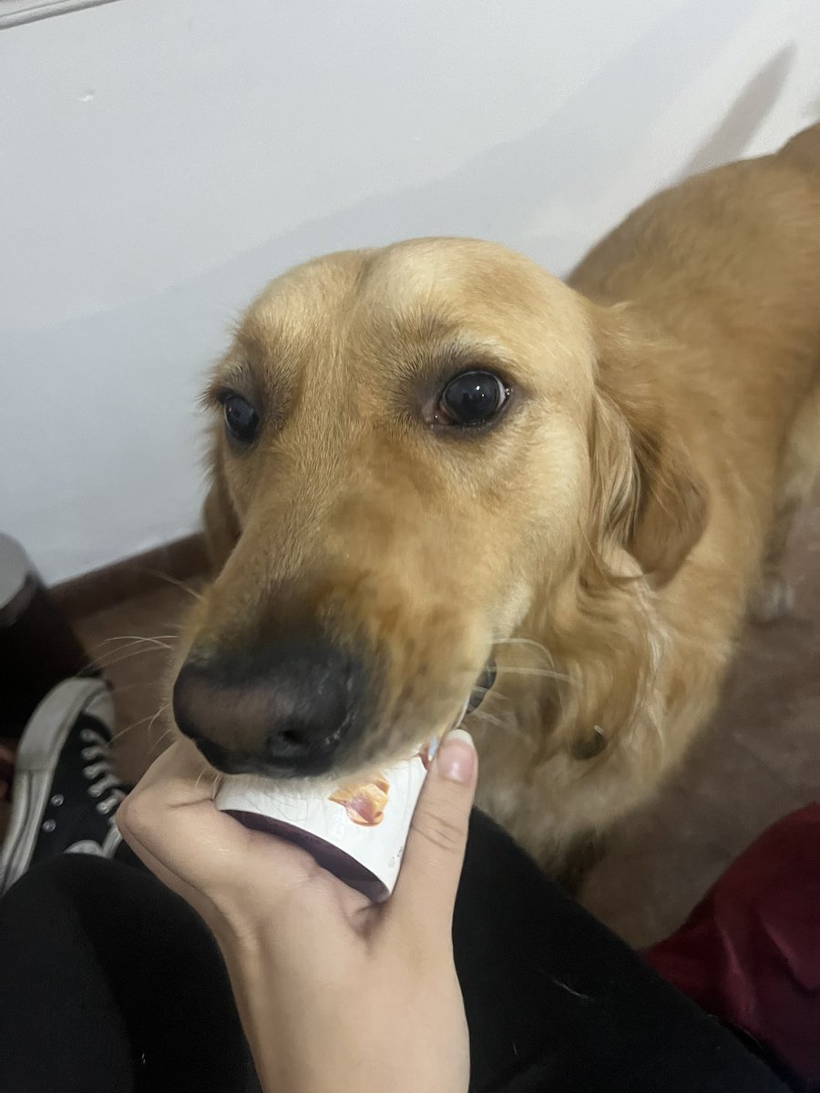 _YEWN_'s tweet photo. Im struggling with money rn and i need to buy dog food but my bank account is literally in negative numbers and im not getting coms 

Im willing to lower the price for a full body vtuber model to 120€ since thats what i need to get the food + fix my bank 

Please help with a rt https://t.co/Tn1nQfuxiU