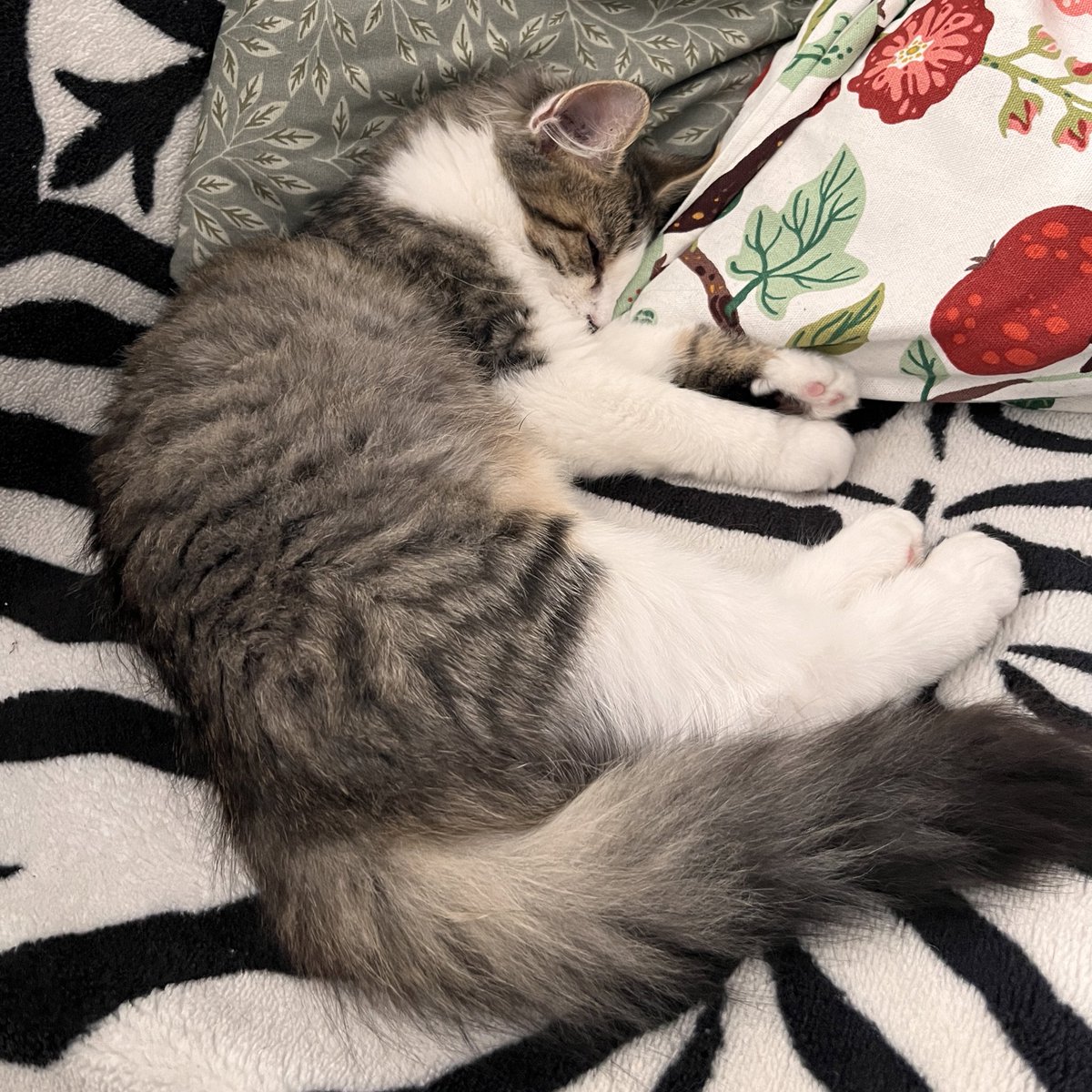 Inochi 🦋 tweet media