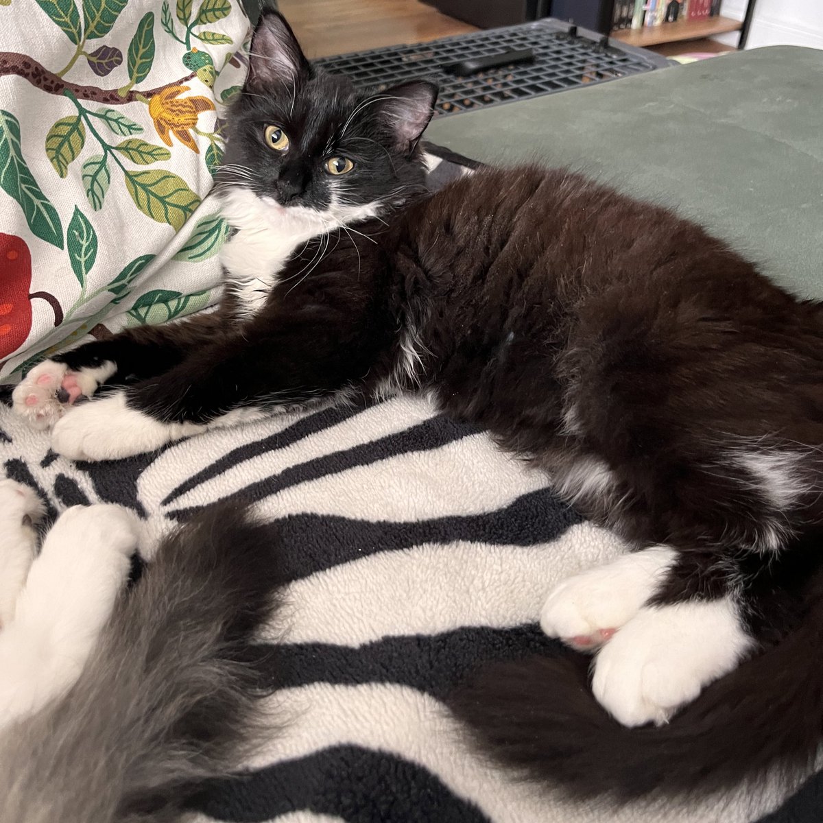 Inochi 🦋 tweet media