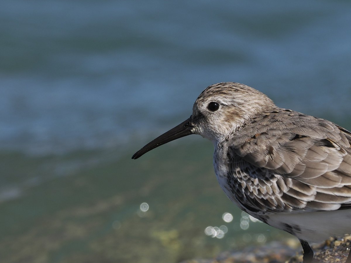 ohana234789's tweet image. ハマシギが めちゃくちゃ可愛いのよ ホント💕
絶対 こいつ 性格ええやんって顔してるんよ マジでwww
後ろから テチテチ アタシを追い越してきて チラっと見てくる🤣
#ハマシギ