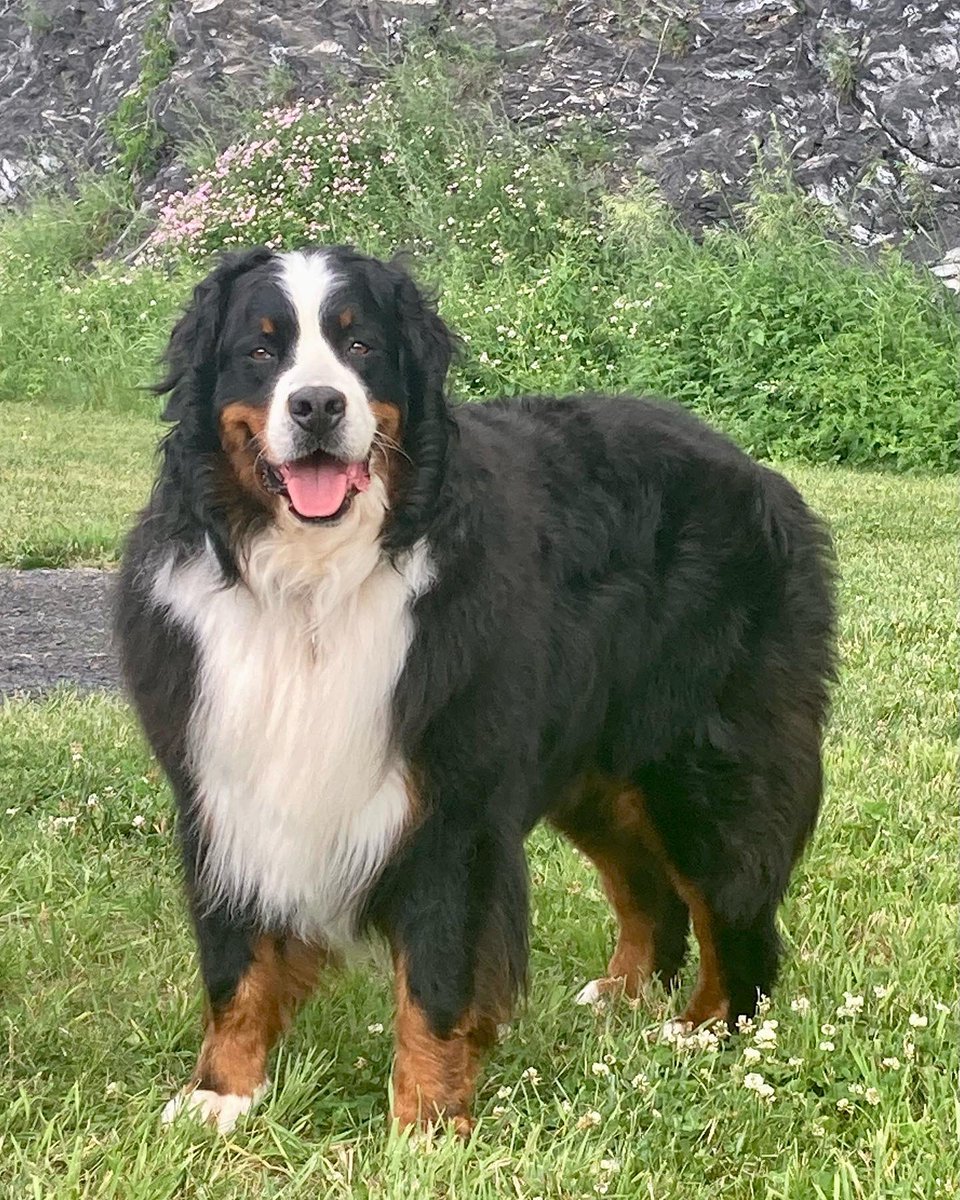 GuinnessDawg's tweet photo. Hi Guinness. Been a while, I apologize.Just wanted to let you know that Finnegan will be joining you over the bridge soon. Please make sure he’s your friend and show him the way around. Love you and see you soon. ~ Love, Papa https://t.co/Jgj761OYvw