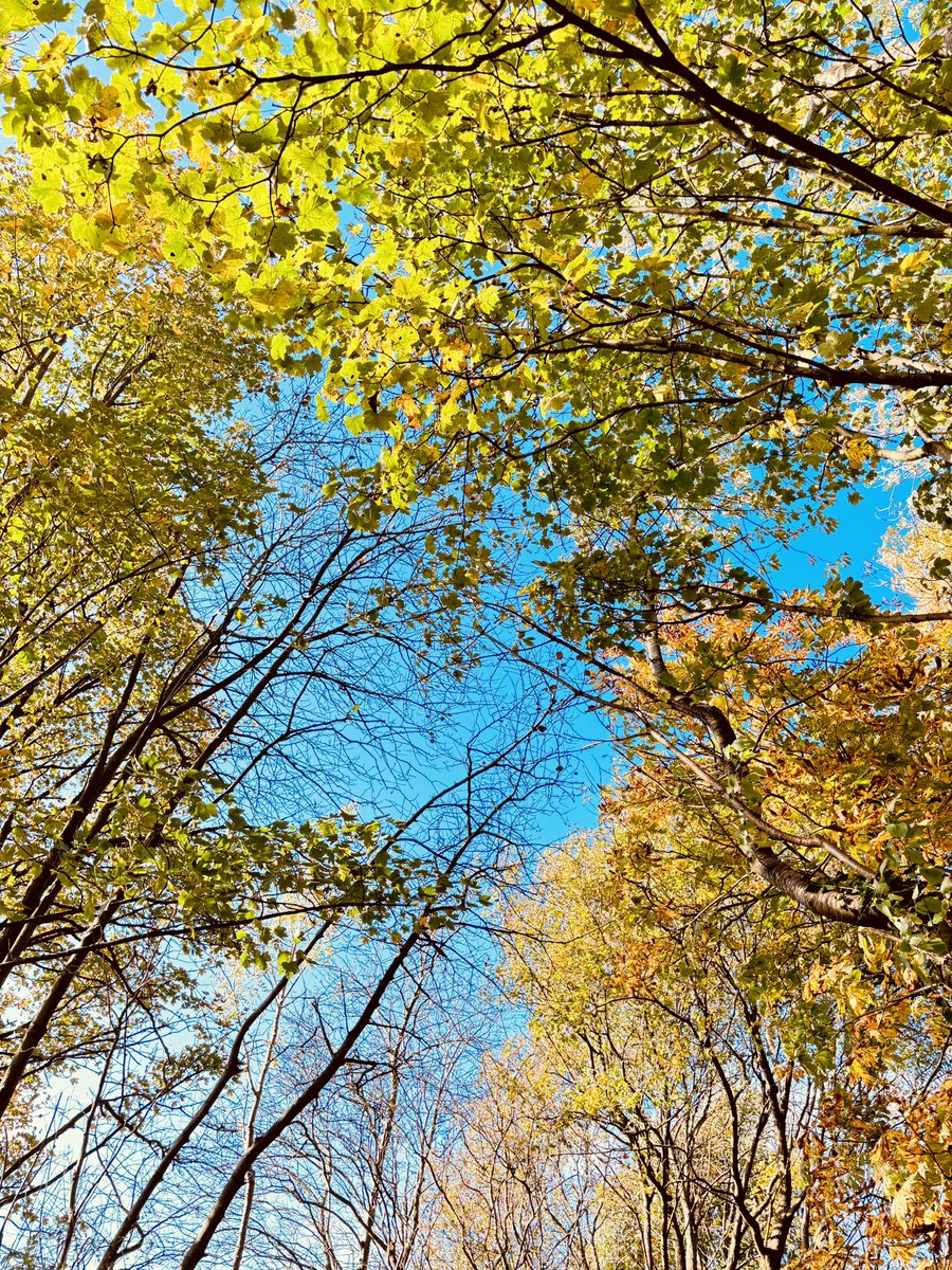 Lovely autumnal day out in the woods at the weekend. 

Sunshine, mud, tree swings and hot chocolate 🍂