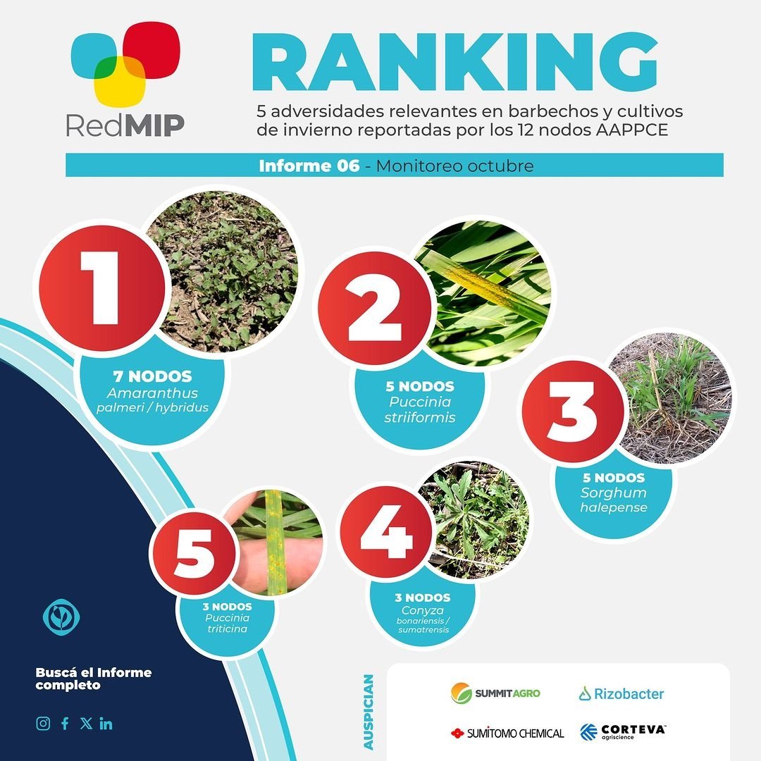 AAPPCE's tweet photo. #RankingRedMIP 📣 Top 5 de adversidades en barbechos y cultivos de invierno en las 12 zonas de los #NodosAAPPCE en octubre.
1⃣ #Amaranthus
2⃣ #Pucciniastriiformis
3⃣ #Sorghumhalepense
4⃣ #Conyza
5⃣ #Pucciniatriticina
Mirá los detalles 👉 https://t.co/g93agD15mg https://t.co/fkDjKVzyGn