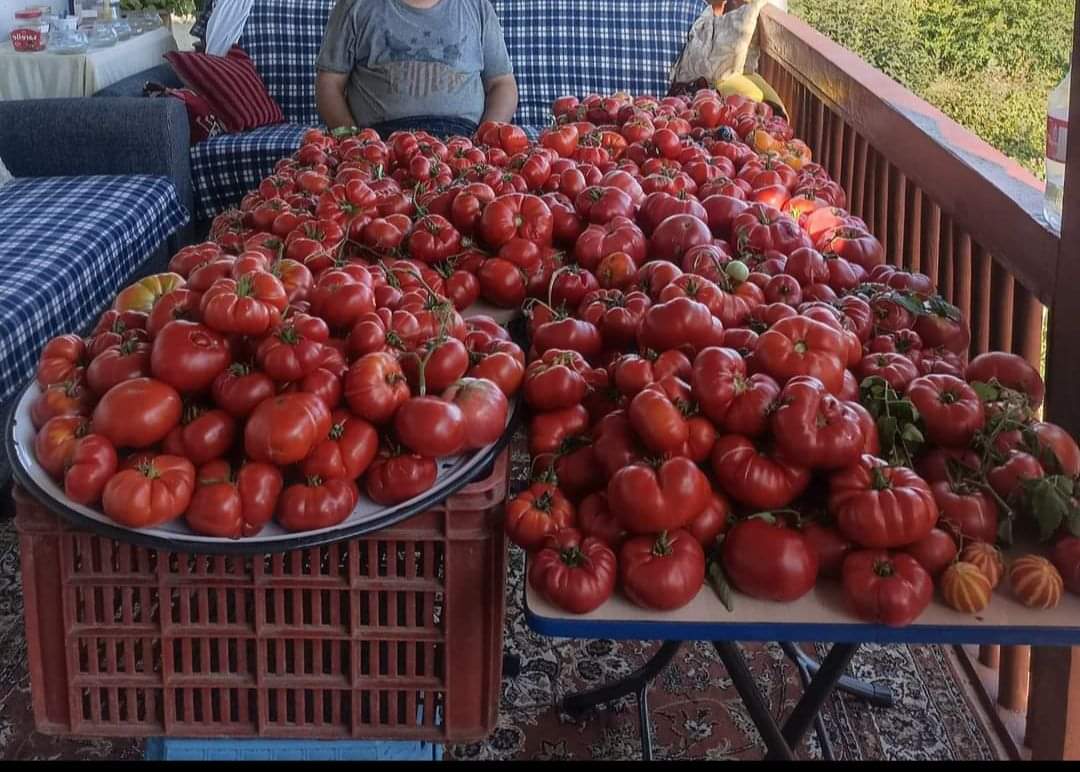 Ata tohumu verimsiz diyenlerin gözüne sokun bu fotoğrafı.

Zehir (ilaç) yok.

Sentetik gübre yok. 

Sadece ihtiyacı kadar su. 

Özellikle Sivas Koyulhisar Domatesi çok lezzetli, yıllardır yaptığımız denemelerde başarılı oldu, hemen her bölgeye uyum sağladı.

📷 M.Yıldız (Tokat)