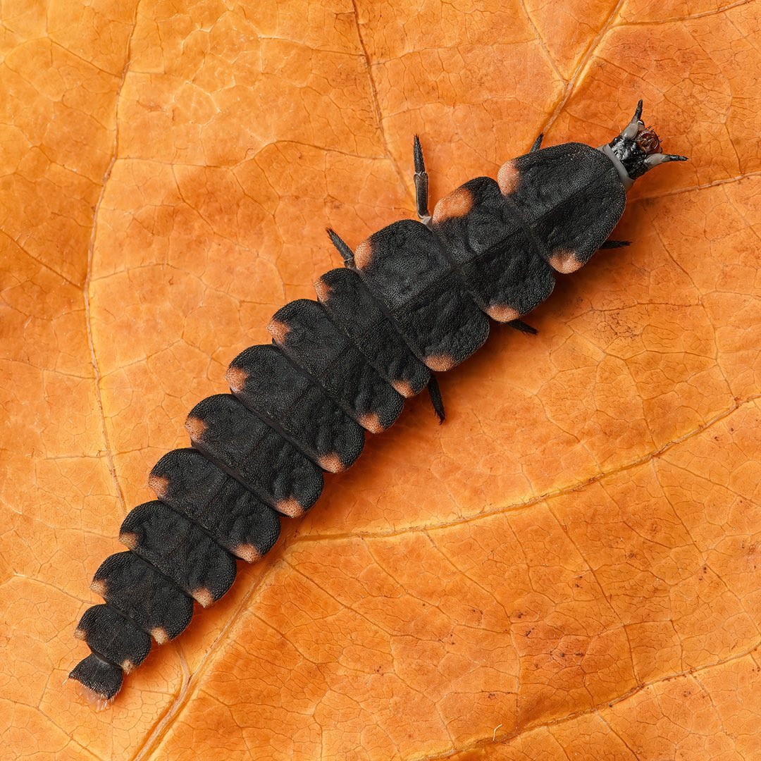🇬🇧Common glow-worm, Lampyris noctiluca. Here you can see the larva of this firefly. It can also glow on the abdomen. The female looks very similar to this larval form and has no wings. The males, on the other hand, are more similar to the typical beetle. Date found: Oct. 5, 2024