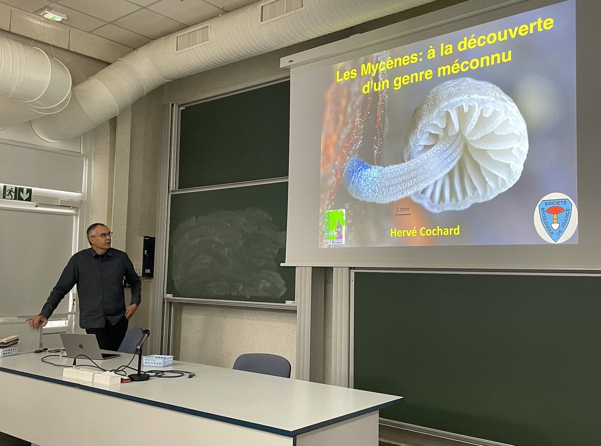 Une belle affluence hier à l'exposition mycologique organisée par la Société d'Etudes Scientifiques de l'Anjou et une très intéressante conférence sur les Mycènes par Hervé Cochard, président de la Société Mycologique de France <a href="/HCochard/">Hervé Cochard</a> <a href="/Soc_Myco_Fr/">Société Mycologique de France</a>