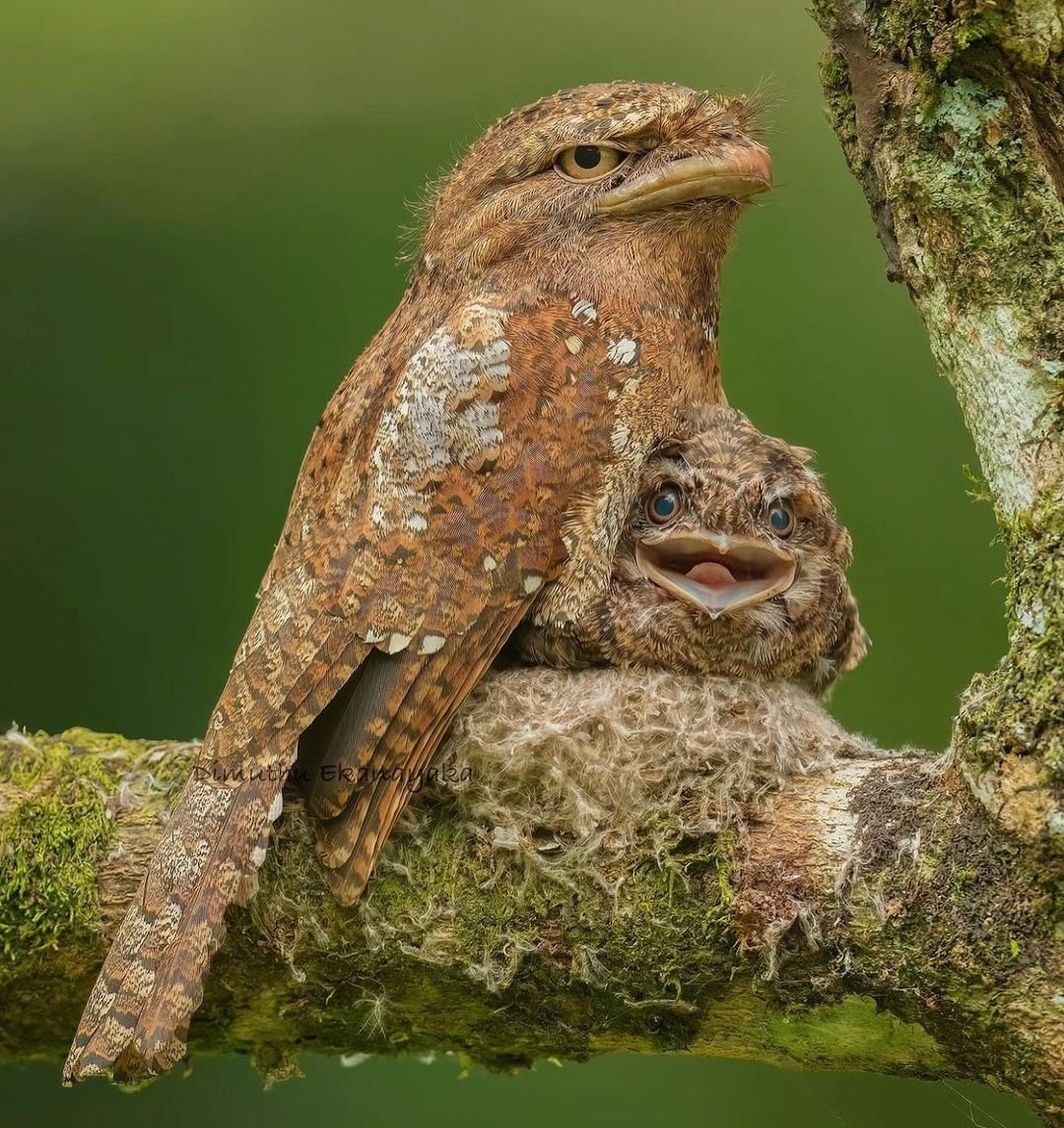 PazyBirds's tweet photo. Frogmouth with kid 🤎 https://t.co/AOI8vZ948C
