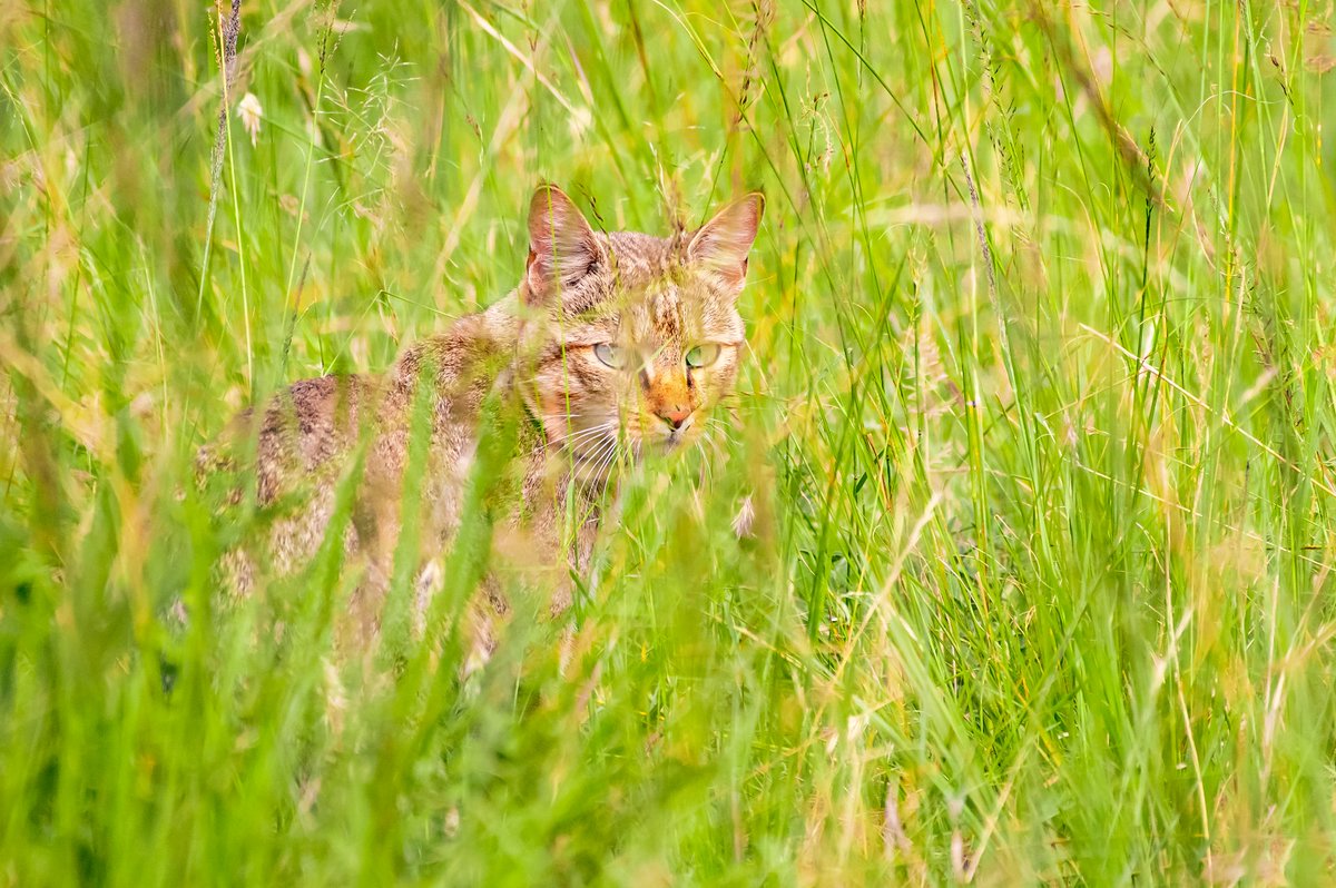 bownaankamal's tweet photo. African wildcats are considered the ancestors of todayโs domestic cats. They were domesticated around 9,000 years ago in the Near East, when humans began farming and needed help with rodent control.
๐ฑ Masai Mara | Kenya
#bownaankamal #maasaimara #jawsafrica #cats #catsofafrica https://t.co/WunaiG9zdN