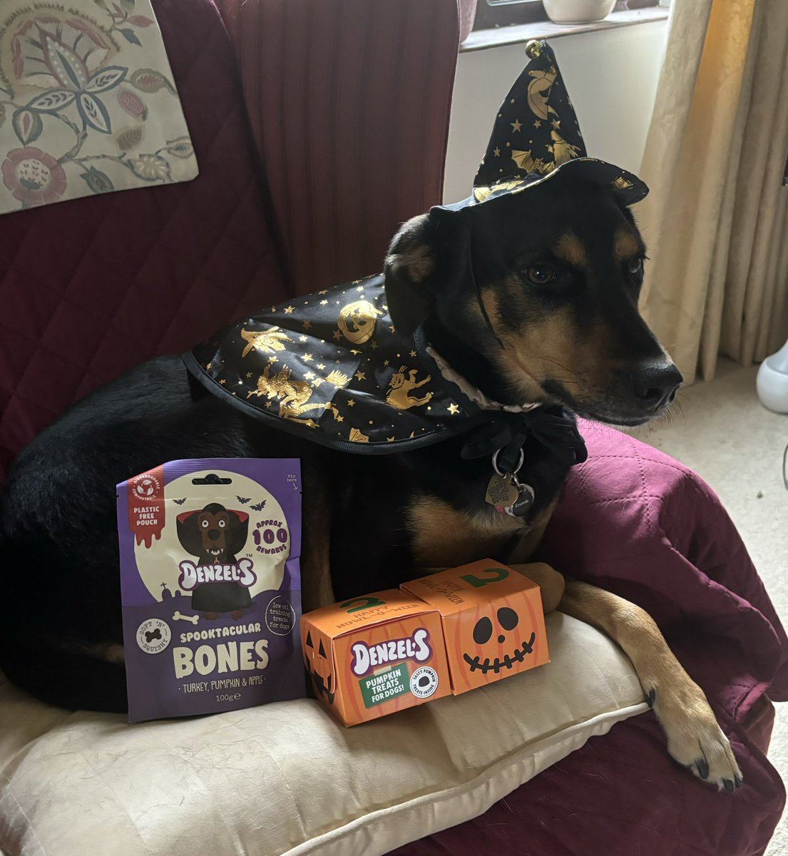 Tipsy is getting Halloween ready with her Denzel's Halloween treats. She loves the pumpkin treats but hasn’t tried the bones yet! 🎃👻💀🐕🐾 <a href="/thedenzelstory/">Denzel's</a>