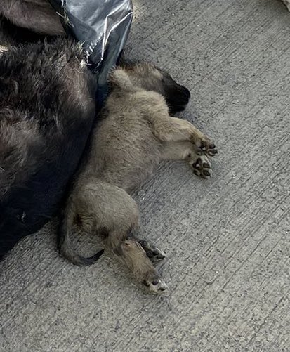 guclusinemm's tweet photo. Ümraniye                       Gebze barınağı 
Barınağı 

Birileri hastanede bebek öldürürken ,birileri barınaklarda yavru kedi köpekleri öldürdü . Hiçbir farkı yok zulmün birbirinden . Unutturmayın ! https://t.co/uQtzWSUInS