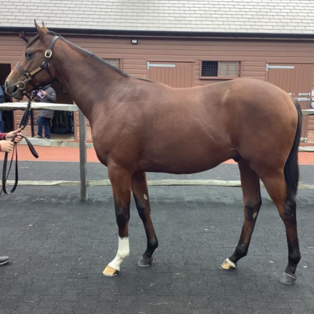HasmoneanRacing's tweet image. We are delighted to announce we have purchased this stunning colt by @DarleyEurope first season sire PALACE PIER from @Tattersalls1766 Book one.
He is our first purchase from the sale as we bid to bring stakes races to our owners.

The dam Sunsemperchi is out of a MONTJEU mare…