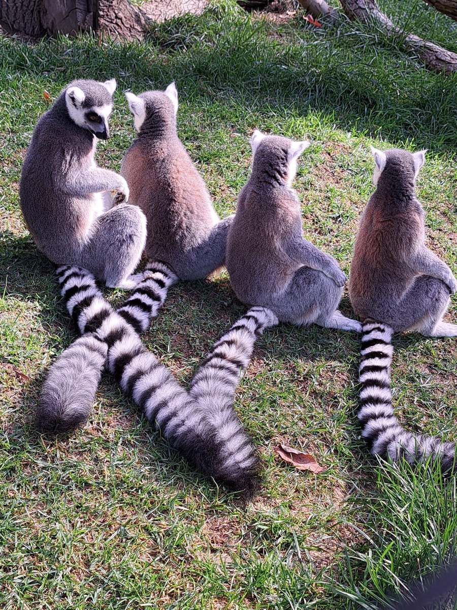 It's time to start celebrating World Lemur Festival! 🎉

Visit Brandywine Zoo this week, grab a World Lemur Festival Activity Guide from admissions and celebrate lemurs with us! 

𝕊ℂℍ𝔼𝔻𝕌𝕃𝔼 𝕆𝔽 𝔼𝕍𝔼ℕ𝕋𝕊: brandywinezoo.org/world-lemur-fe…