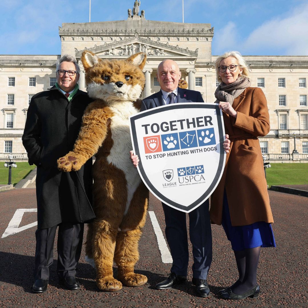 LeagueACS's tweet image. The League Against Cruel Sports and @USPCA_Official are supporting a Private Members Bill to ban hunting with dogs in Northern Ireland, the last part of the UK where it remains legal.

Read more and sign the petition &amp;gt;&amp;gt;leagueacs.co.uk/fHVW6

#TimeForChangeNI