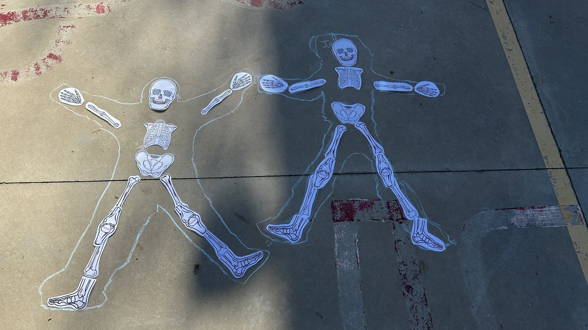 gustavolorente1's tweet photo. RELLENANDO SILUETAS. Trabajando el esquema corporal, y el sistema locomotor. No solo hacer la silueta. Conocer y ubicar huesos. #edufis #familiaedufis #physed #claustrovirtual #IDA #educación. ➡️enlace huesos https://t.co/6uYr0zPwDQ https://t.co/JjHunffsxQ