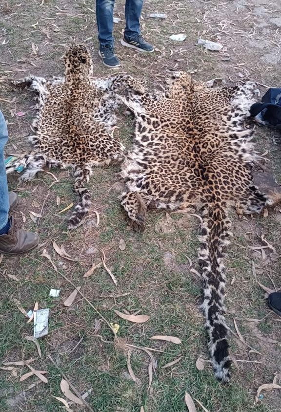 moefcc's tweet photo. Committed to end wildlife crime!
On intelligence inputs of @WCCBHQ, two Leopard skins were seized in a joint operation was conducted by WCCB and Uttrakhand Police Department at Purola, Uttrakhand on 08.10.2024. https://t.co/qlkov1dEFK
