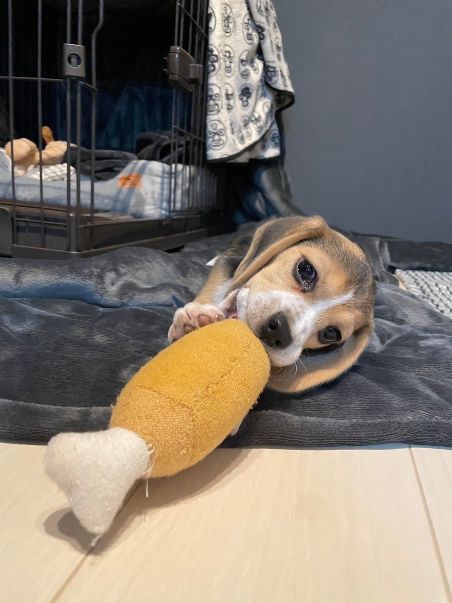 heeeikooo's tweet photo. #子犬の写真見せて https://t.co/ewa7thJhjb
