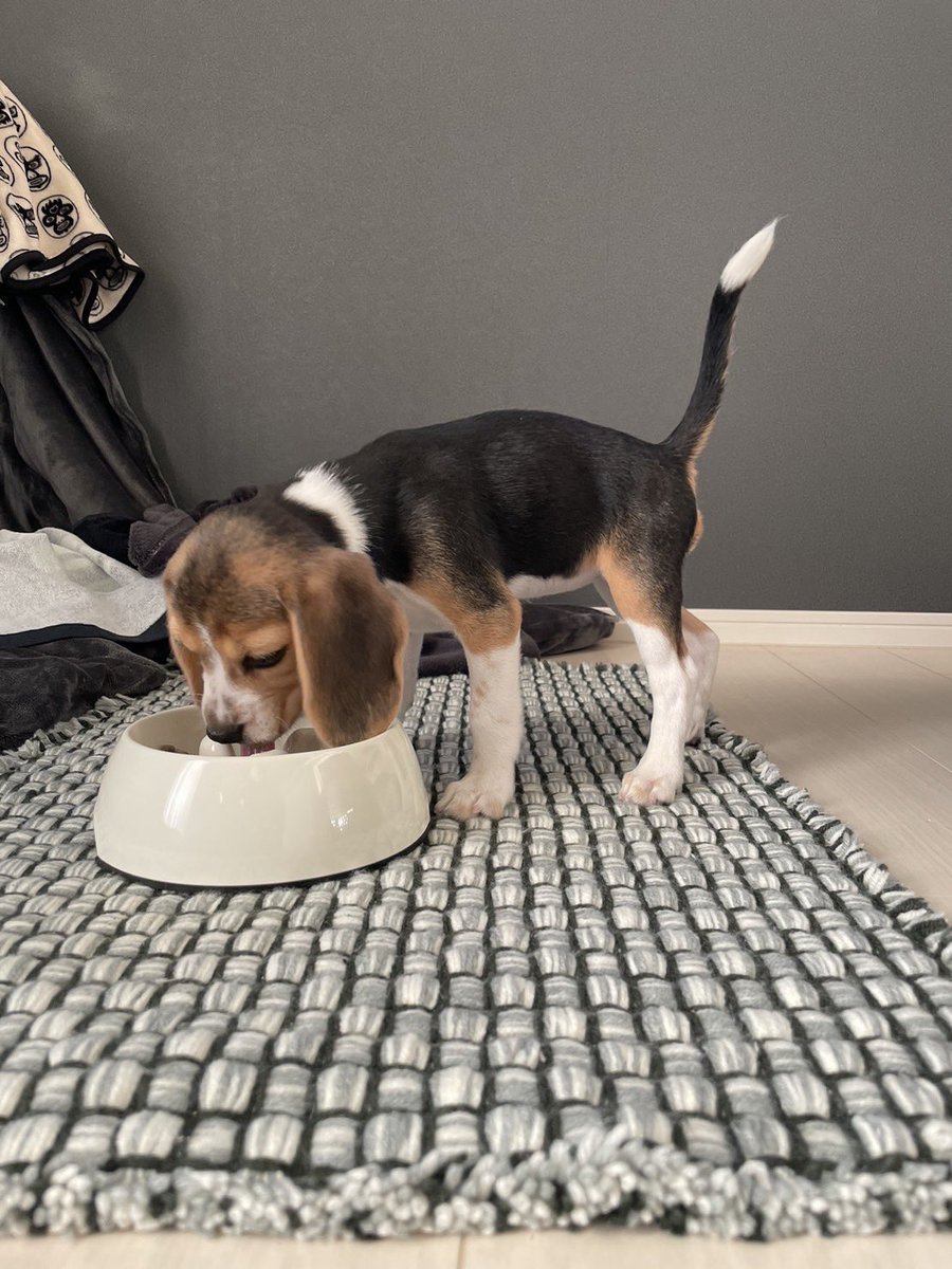 heeeikooo's tweet photo. #子犬の写真見せて https://t.co/ewa7thJhjb