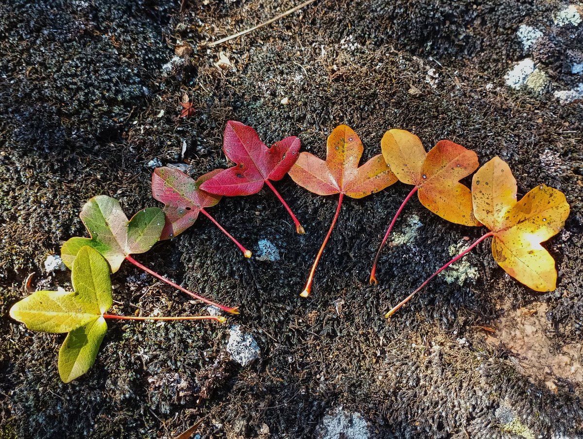 Ya tenemos la paleta otoñal del arce de Montpellier