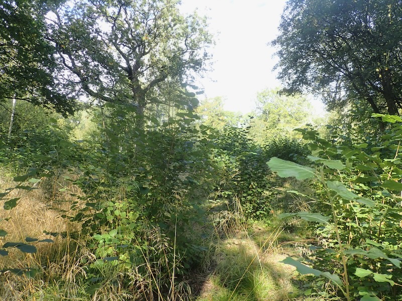 Rockingham Forest Vision tweet media