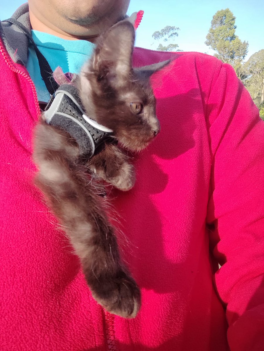 voronstov's tweet photo. @kochengfs manja bgt... https://t.co/opbnaS3eNk